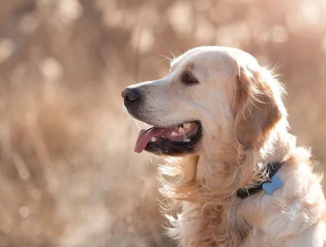 a family pet in an open field
